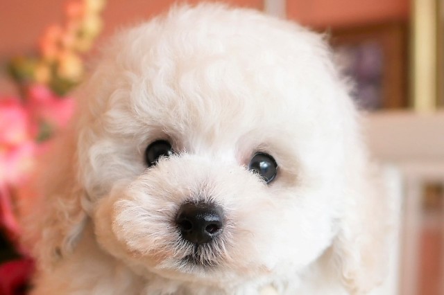 トイプードル子犬オーナー様は決まりました 毛色ホワイト トイサイズ予想 犬舎 大阪府堺市 Marvys Kennel