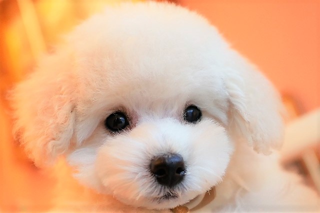 トイプードル子犬オーナー様は決まりました 毛色ホワイト トイサイズ予想 犬舎 大阪府堺市 Marvys Kennel