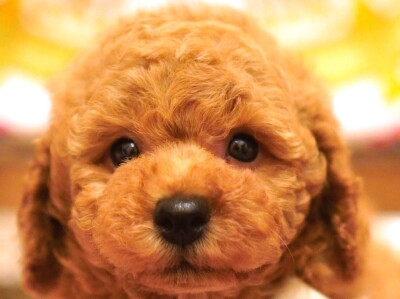 大阪のチャンピオン血筋で可愛いトイプードル専門ブリーダーならMARVYS