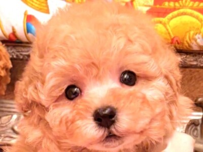 直筆 lycee ふわふわで優しいトイプードル 御園 苺華 SP 未開封 大阪の