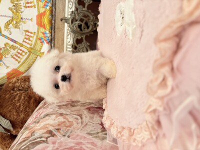 IMG_0442